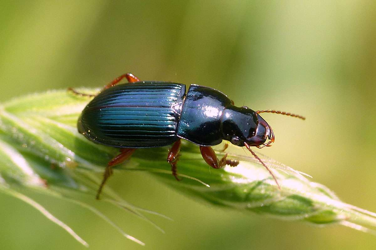 Lebt an trockenwarmen Standorten: Rotbeiniger Schnellläufer (Harpalus rubripes), (c) Birgit Emig/NABU-naturgucker.de