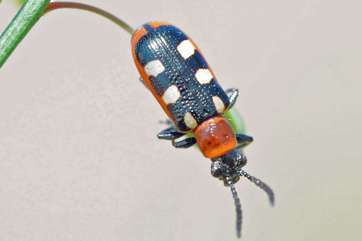 Frisst ausschließlich Spargel: Gemeines Spargelhähnchen (Crioceris asparagi), (c) Harald Bott/NABU-naturgucker.de