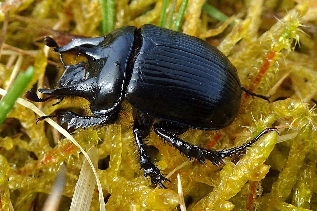 Männlicher Stierkäfer (Typhaeus typhoeus), (c) Ortwin Harms/NABU-naturgucker.de