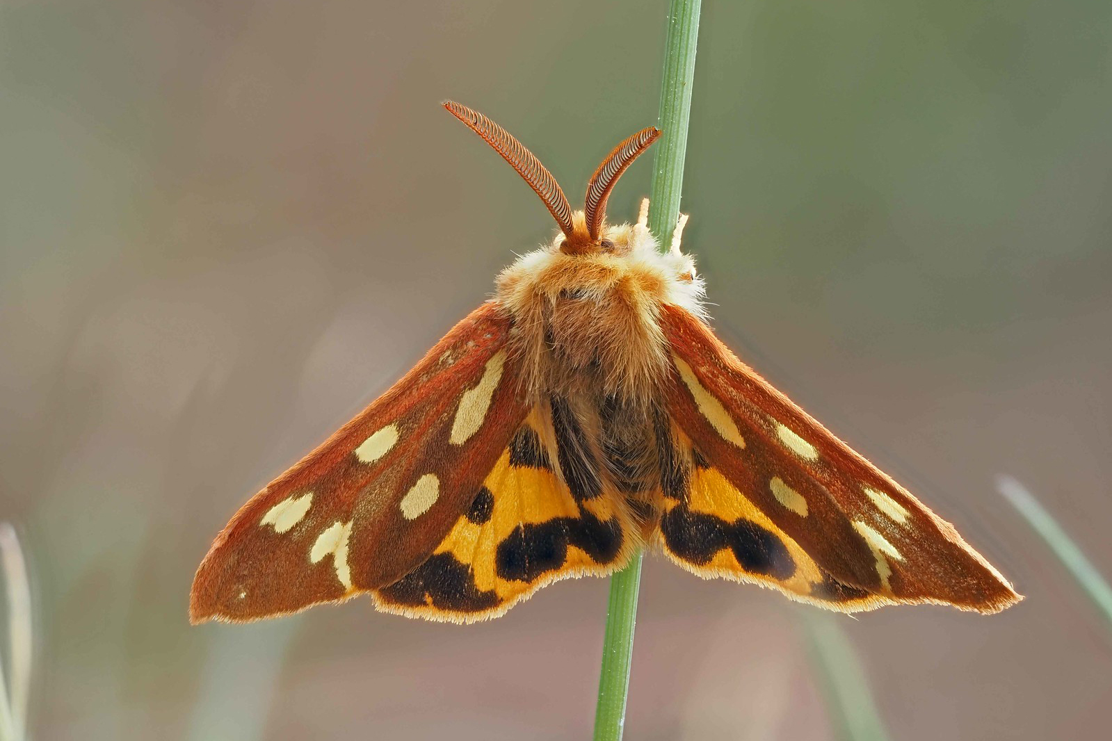 Hofdame: in Deutschland vom Aussterben bedroht, (c) Bernhard Konzen/NABU-naturgucker.de