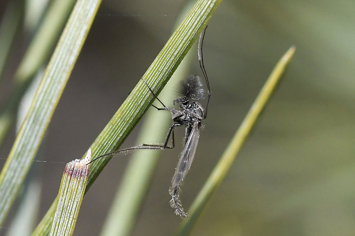 Zuckmücke: bei den Vorkommen der Zweiflügler in Deutschland gibt es große Wissenslücken, (c) Ralph Bergs/NABU-naturgucker.de