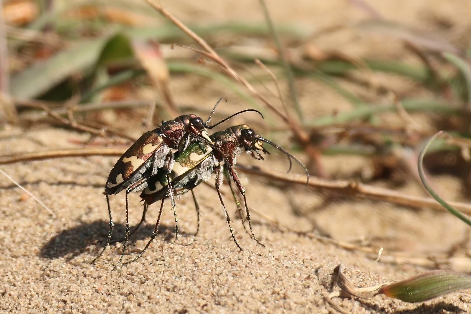 Dünen-Sandlaufkäfer: an sandige Böden gebunden, (c) Helene Germer/NABU-naturgucker.de