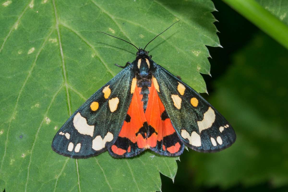Schönbär (Callimorpha dominula), (c) Udo Krupka/NABU-naturgucker.de