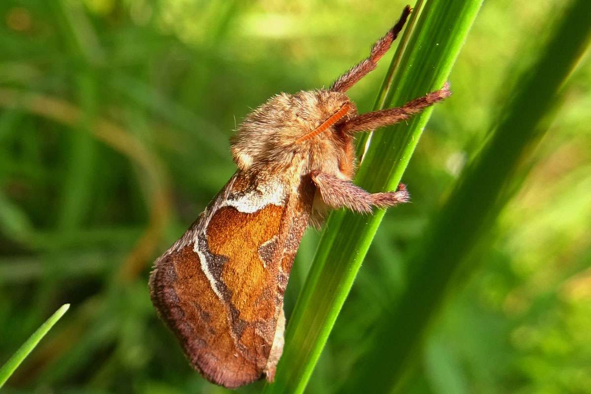 Ampfer-Wurzelbohrer (Triodia sylvina), (c) Hans Prün/NABU-naturgucker.de