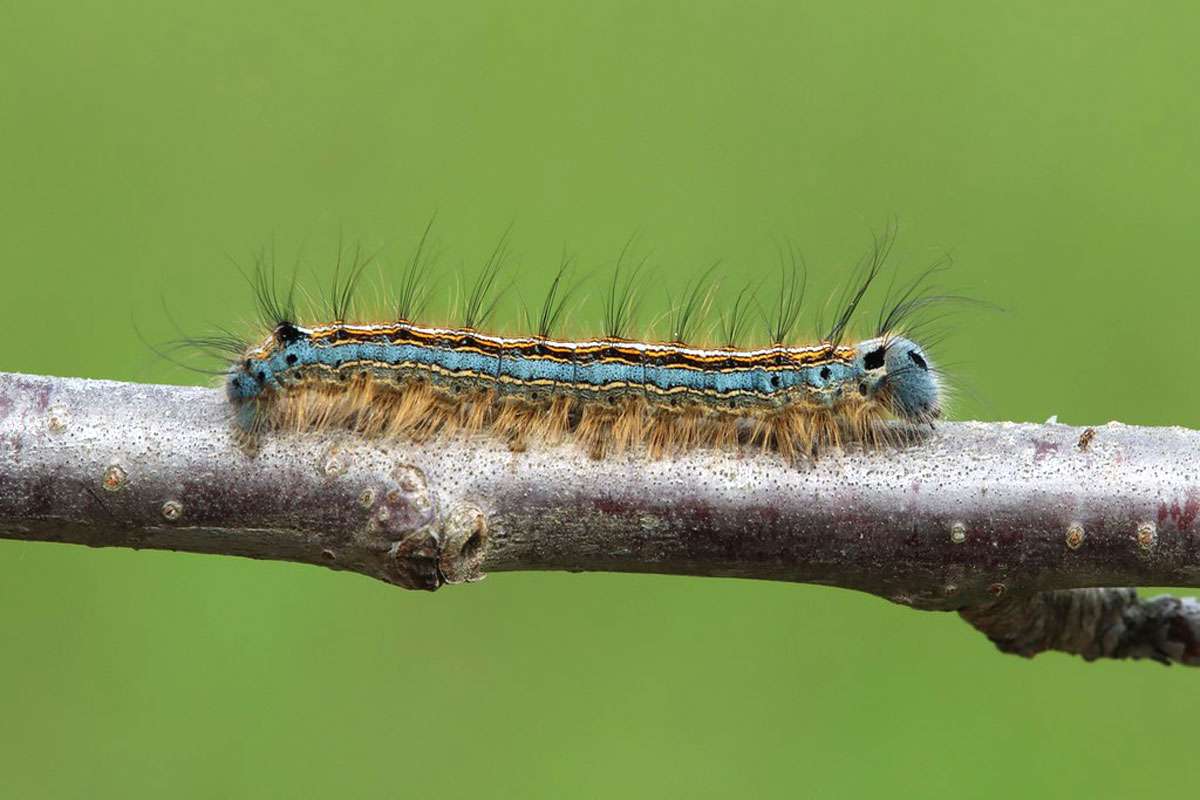 Raupe des Gewöhnlichen Ringelspinners (Malacosoma neustria), (c) Siegfried Rudolf/NABU-naturgucker.de
