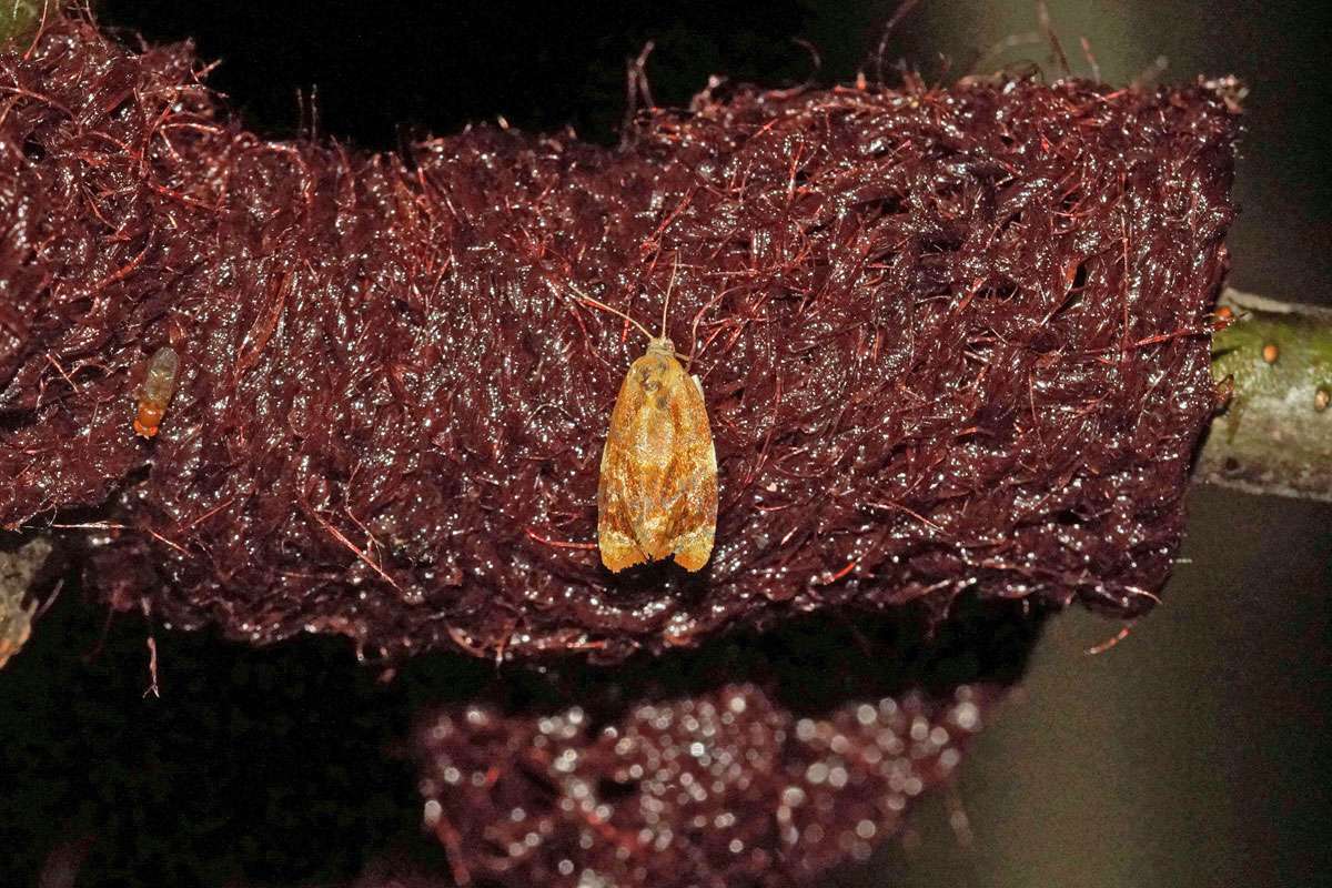 Rotgebänderter Wickler (Ditula angustiorana) an Rotweinköder, (c) Gaby Schulemann-Maier/NABU-naturgucker.de