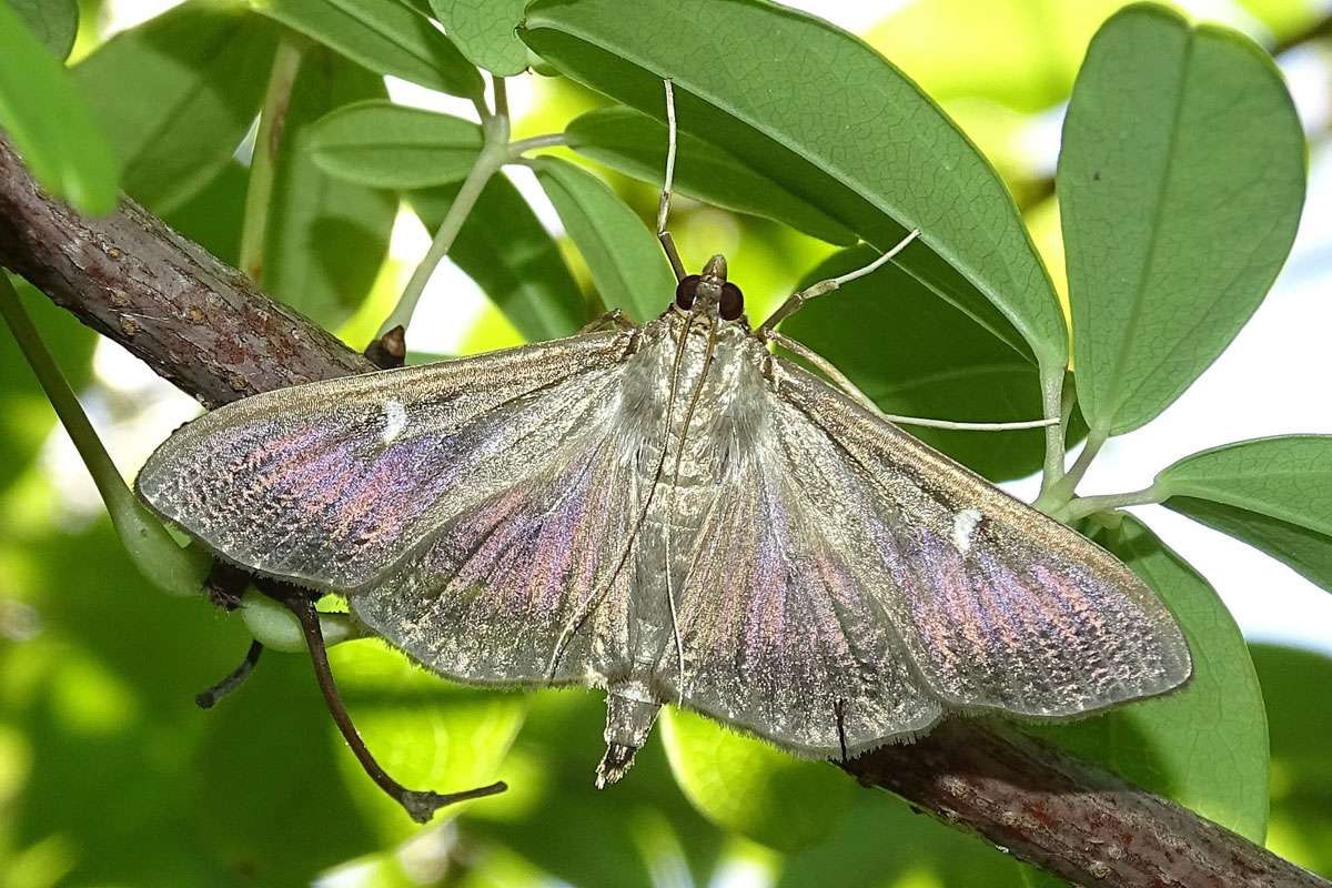Dunkle Form des invasiven Buchsbaum-Zünslers (Cydalima perspectalis), (c) Carmen Themel/NABU-naturgucker.de