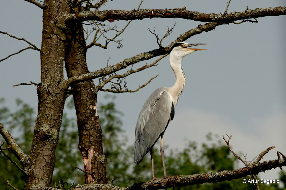 Hechelnder Graureiher, (c) Artur Segadlo/NABU-naturgucker.de