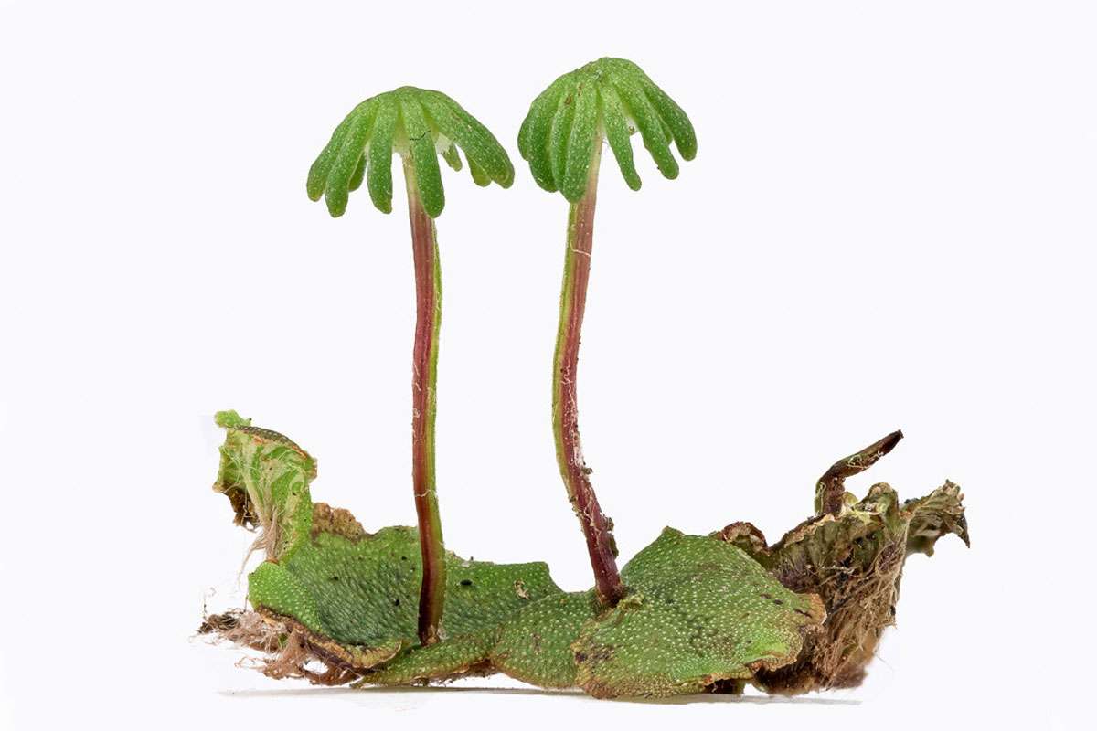 Gemeines Brunnenlebermoos (Marchantia polymorpha), (c) Rita Priemer/NABU-naturgucker.de