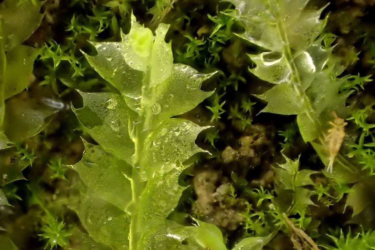 Zweizähniges Kammkelchmoos (Lophocolea bidentata), (c) Chris Engelhardt/NABU-naturgucker.de