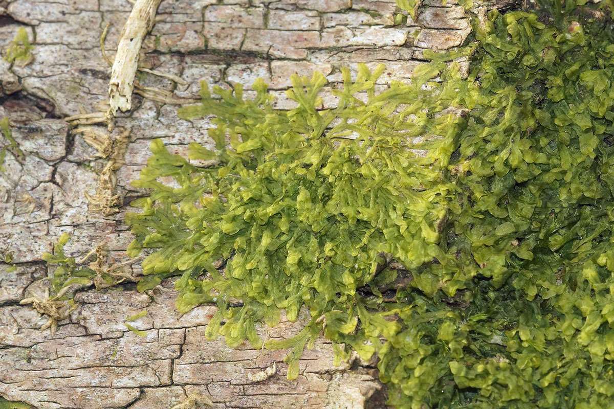 Gewöhnliches Igelhaubenmoos (Metzgeria furcata), (c) Gaby Schulemann-Maier/NABU-naturgucker.de