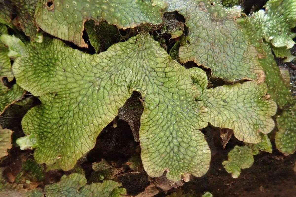 Kegelkopfmoos (Conocephalum conicum), (c) Chris Engelhardt/NABU-naturgucker.de