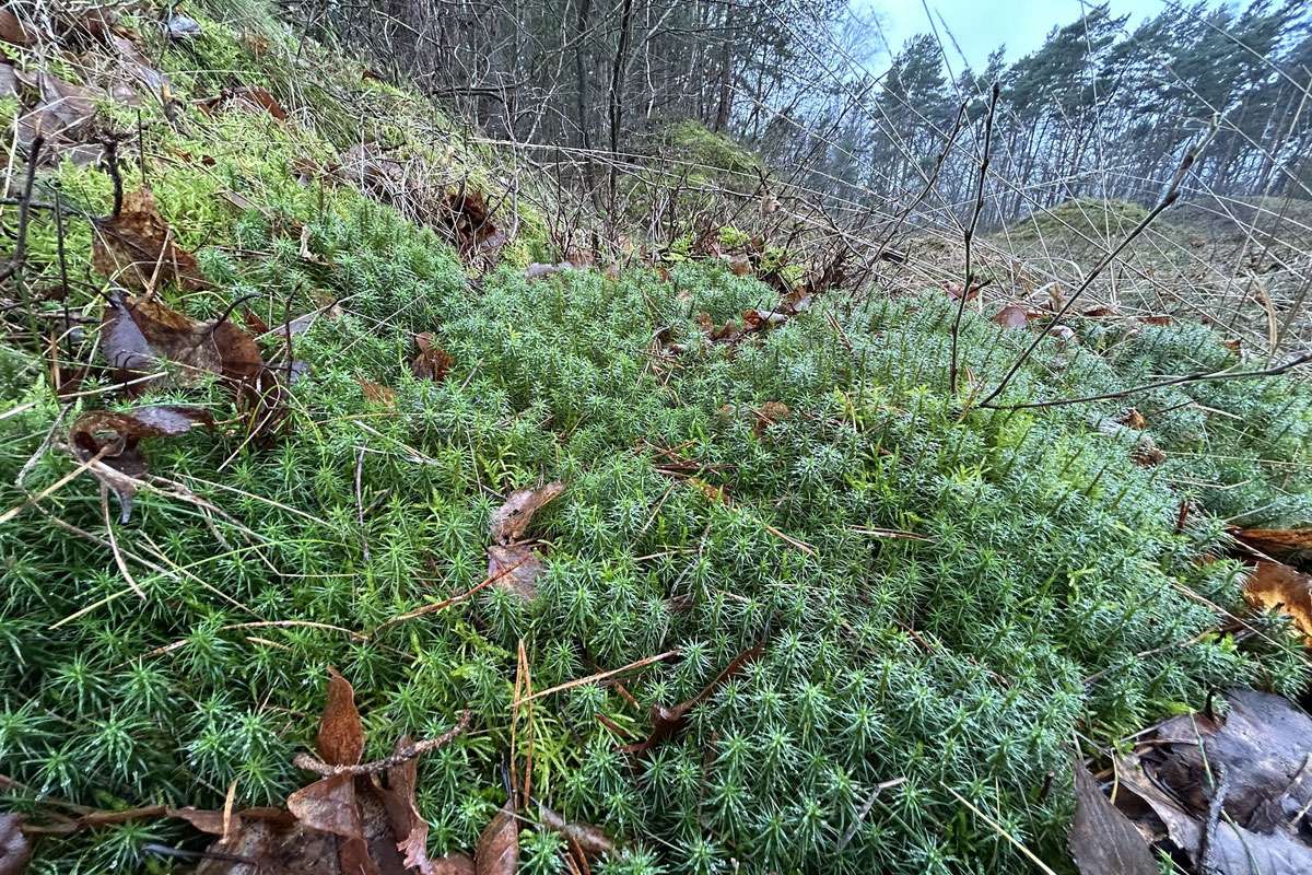 Goldenes Frauenhaarmoos (Polytrichum commune), (c) Markus Koschinsky/NABU-naturgucker.de