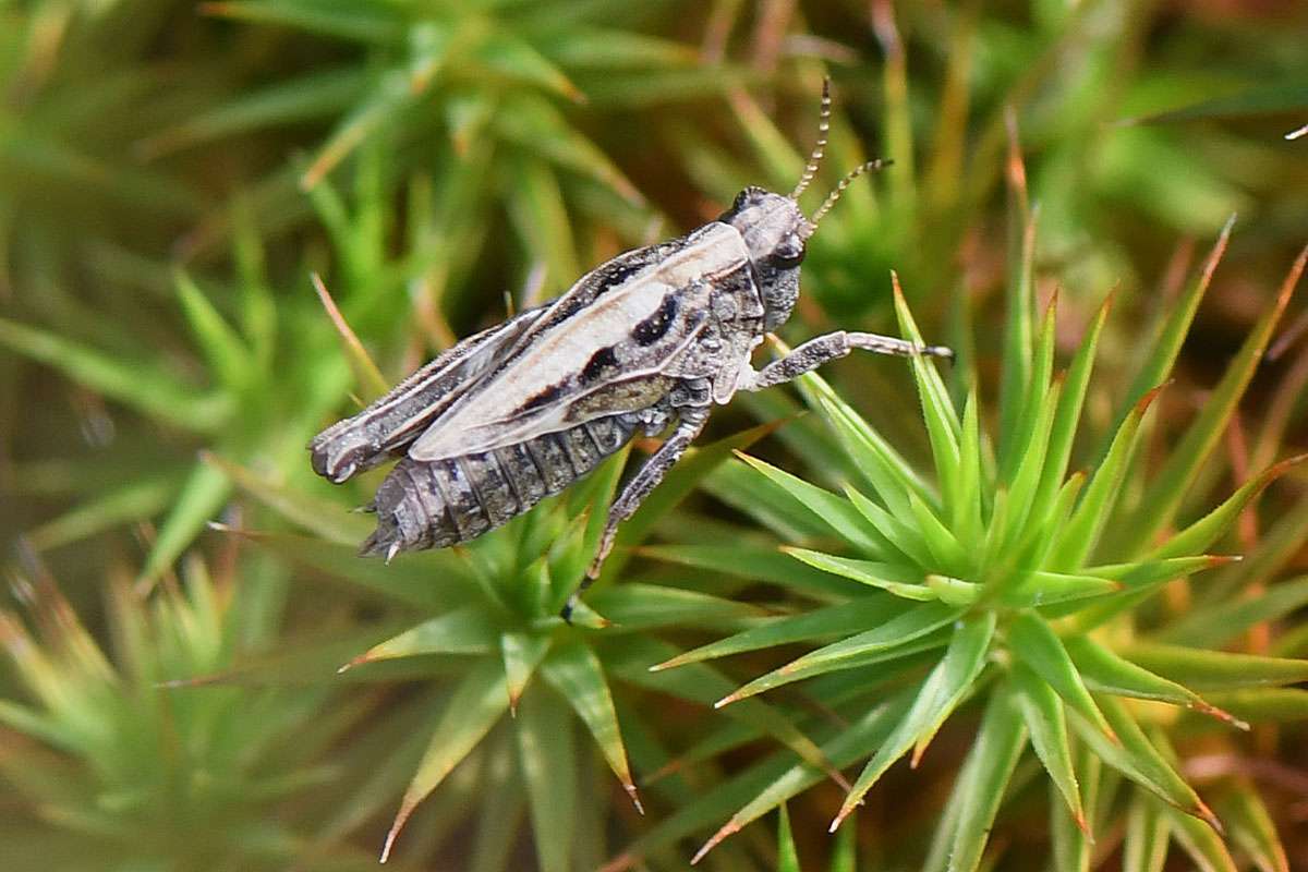Dornschrecke (Tetrix sp.) im Moos-Lebensraum, (c) Rolf Jantz/NABU-naturgucker.de