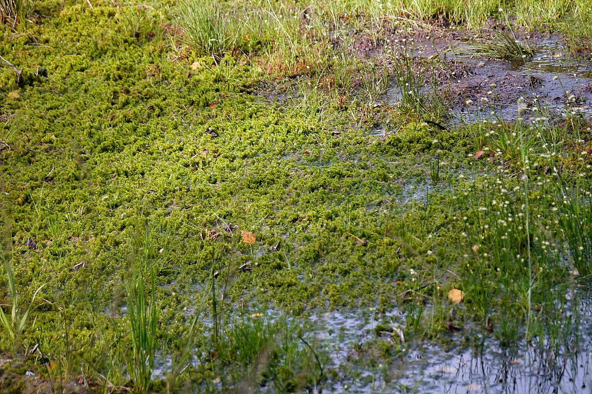 Torfmoos (Sphagnum sp.), (c) Thomas Griesohn-Pflieger/NABU-naturgucker.de