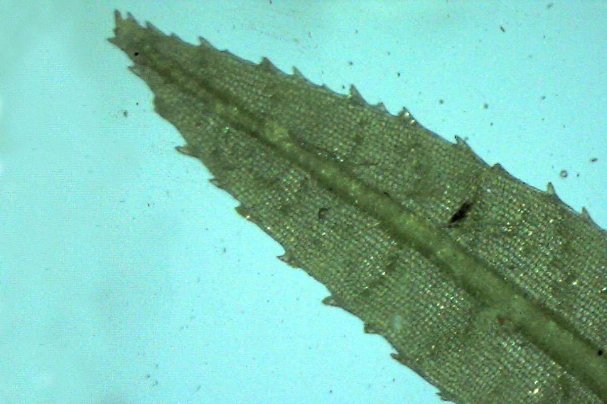 Wellenblättriges Katharinenmoos (Atrichum undulatum), (c) Dr. Karl Sauerbrey/NABU-naturgucker.de