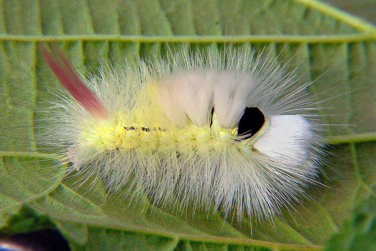 Raupe des Buchen-Streckfußes (Calliteara pudibunda), (c) Herbert Stern/NABU-naturgucker.de