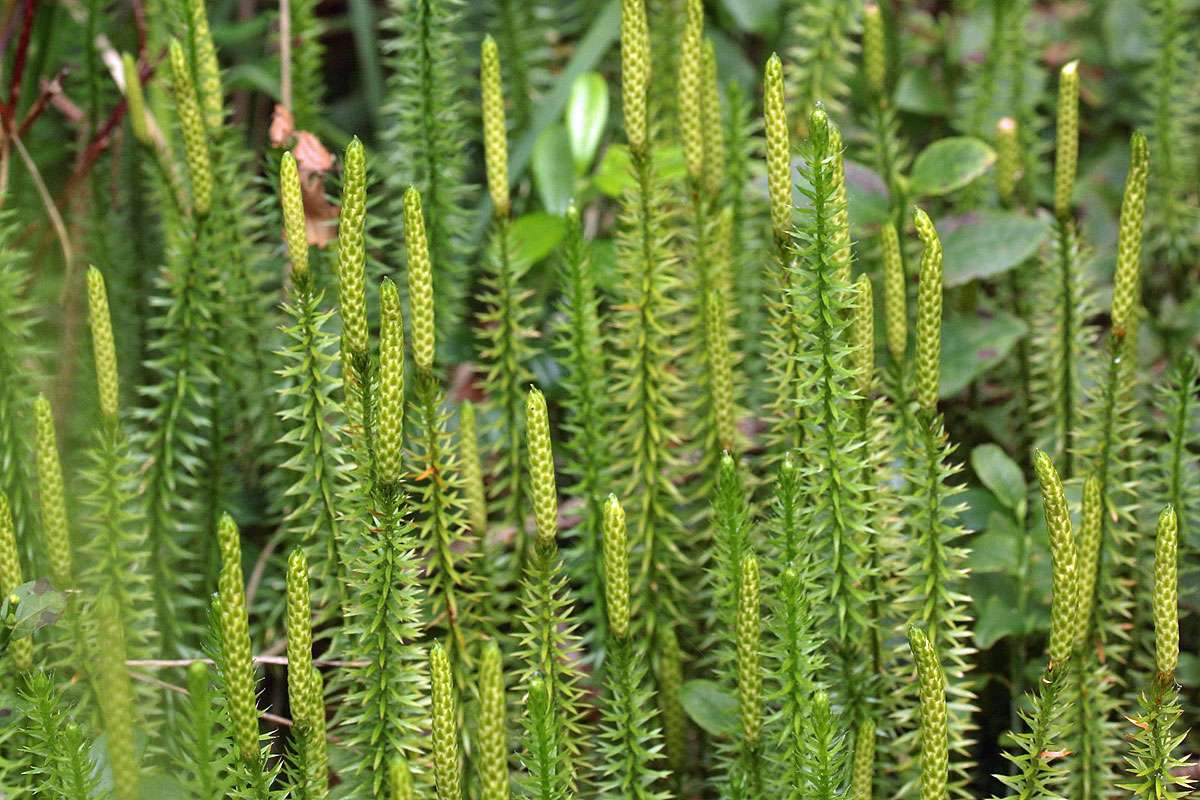 Sprossender Bärlapp (Lycopodium annotinum), (c) Gerold Franke/NABU-naturgucker.de