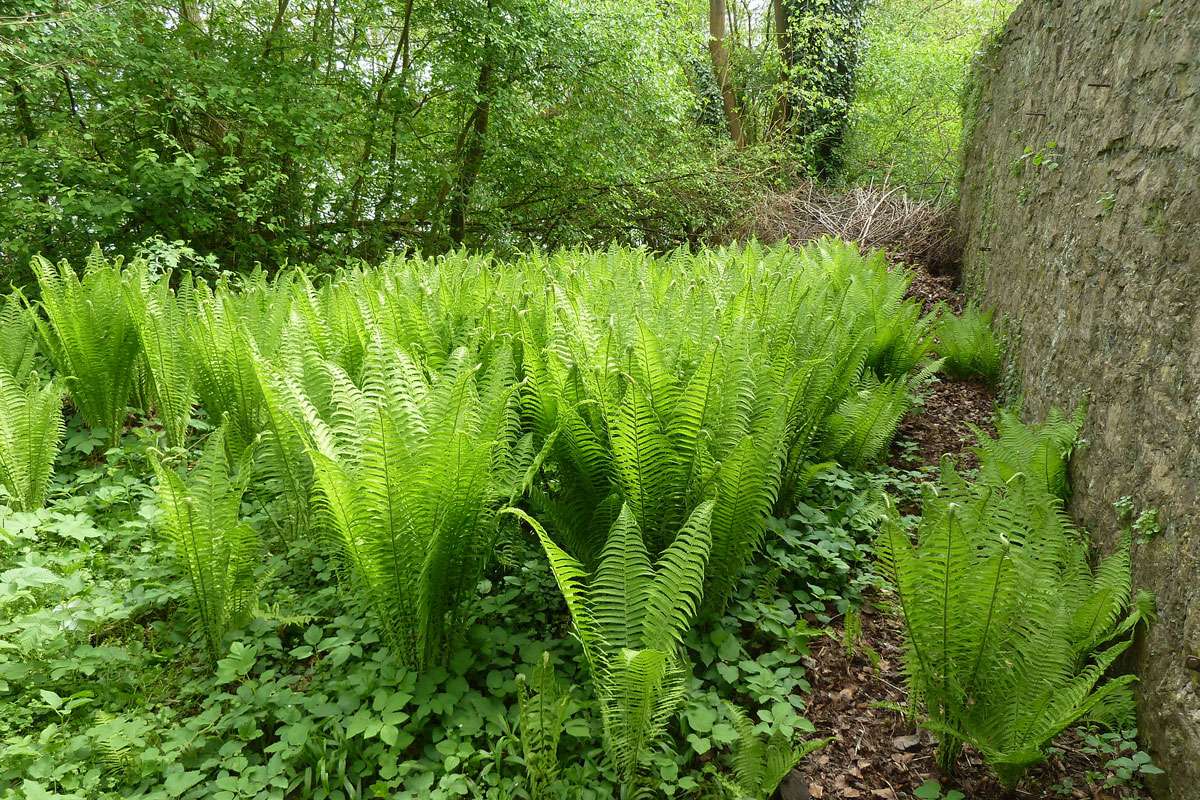 Europäischer Straußenfarn (Matteuccia struthiopteris), (c) Manfred Weinhold/NABU-naturgucker.de