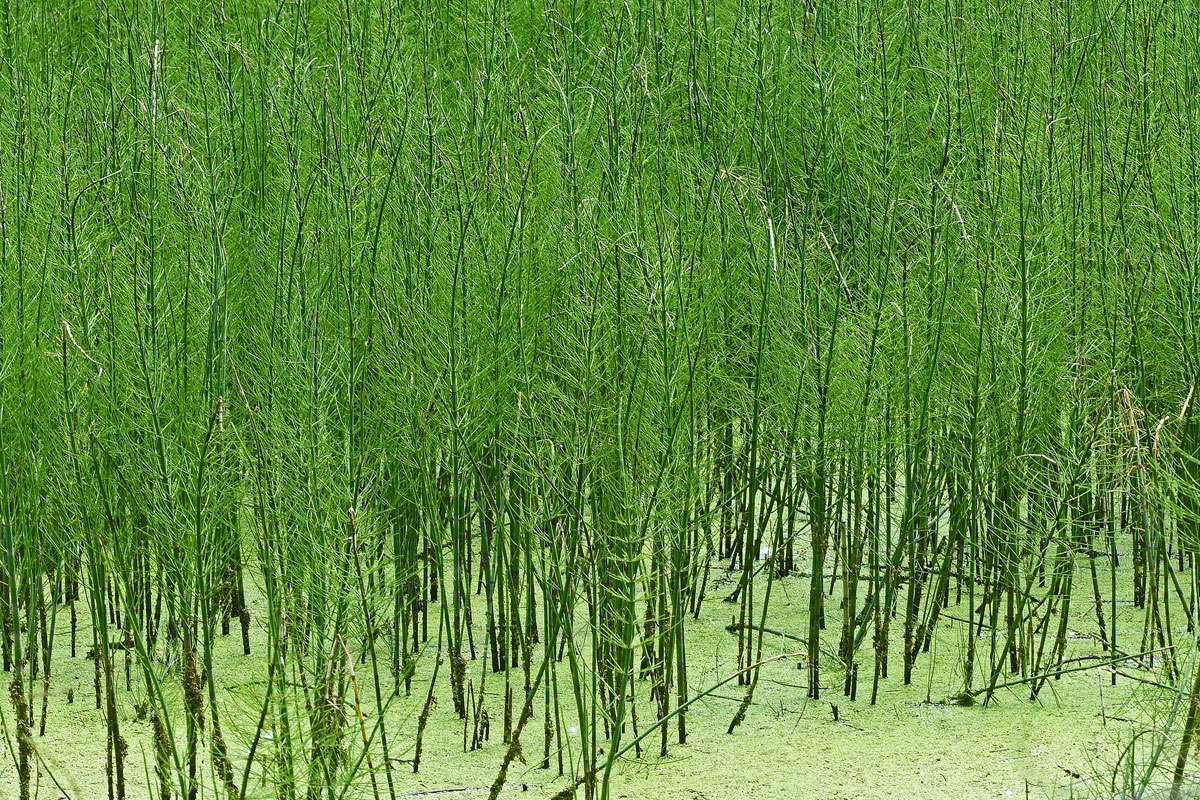 Teich-Schachtelhalm (Equisetum fluviatile), (c) Albrecht Baumert/NABU-naturgucker.de