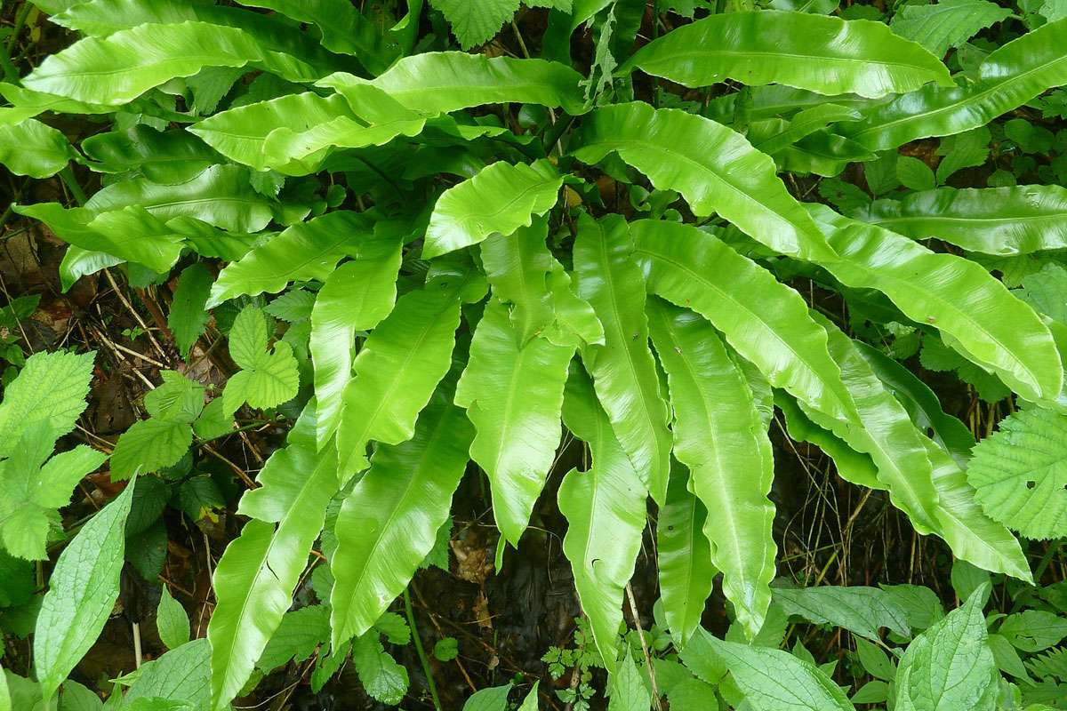 Hirschzungenfarn (Asplenium scolopendrium), (c) Luise Stephani/NABU-naturgucker.de