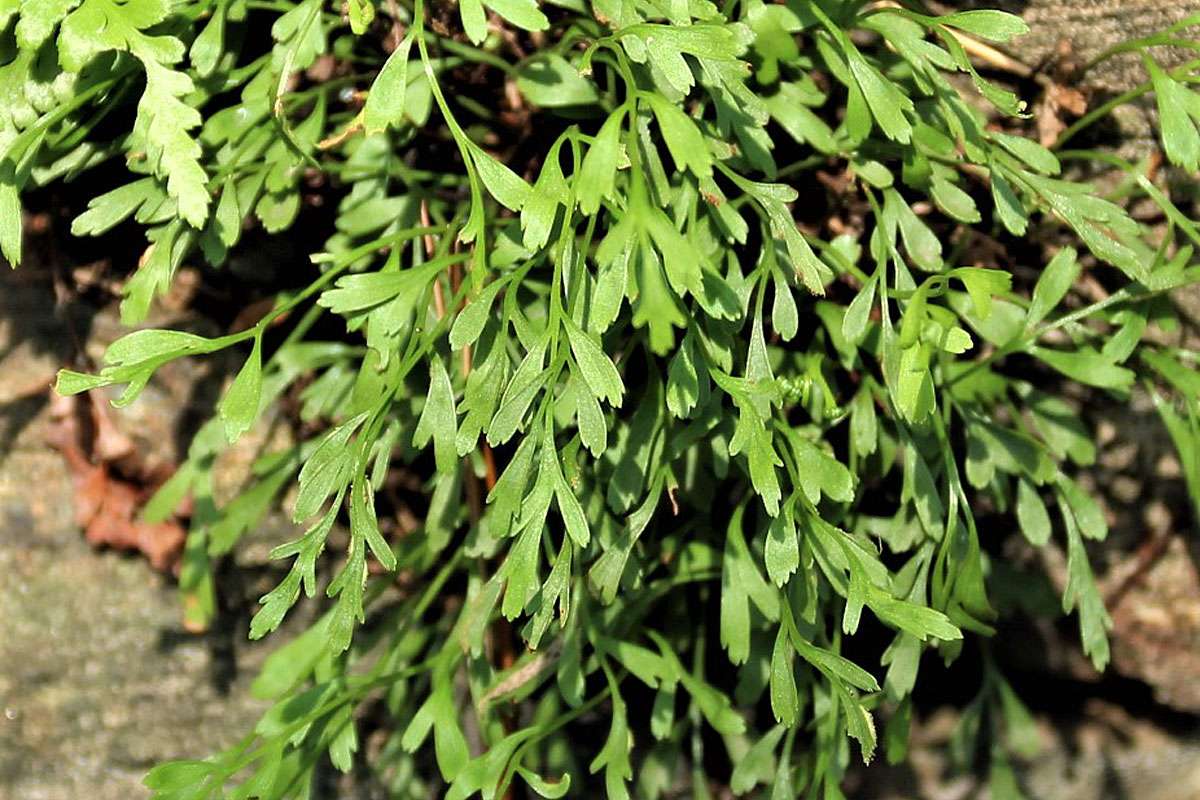 Asplenium x alternifolium, ein Farn-Hybride der Gattung Asplenium, (c) Jürgen Beurle/NABU-naturgucker.de