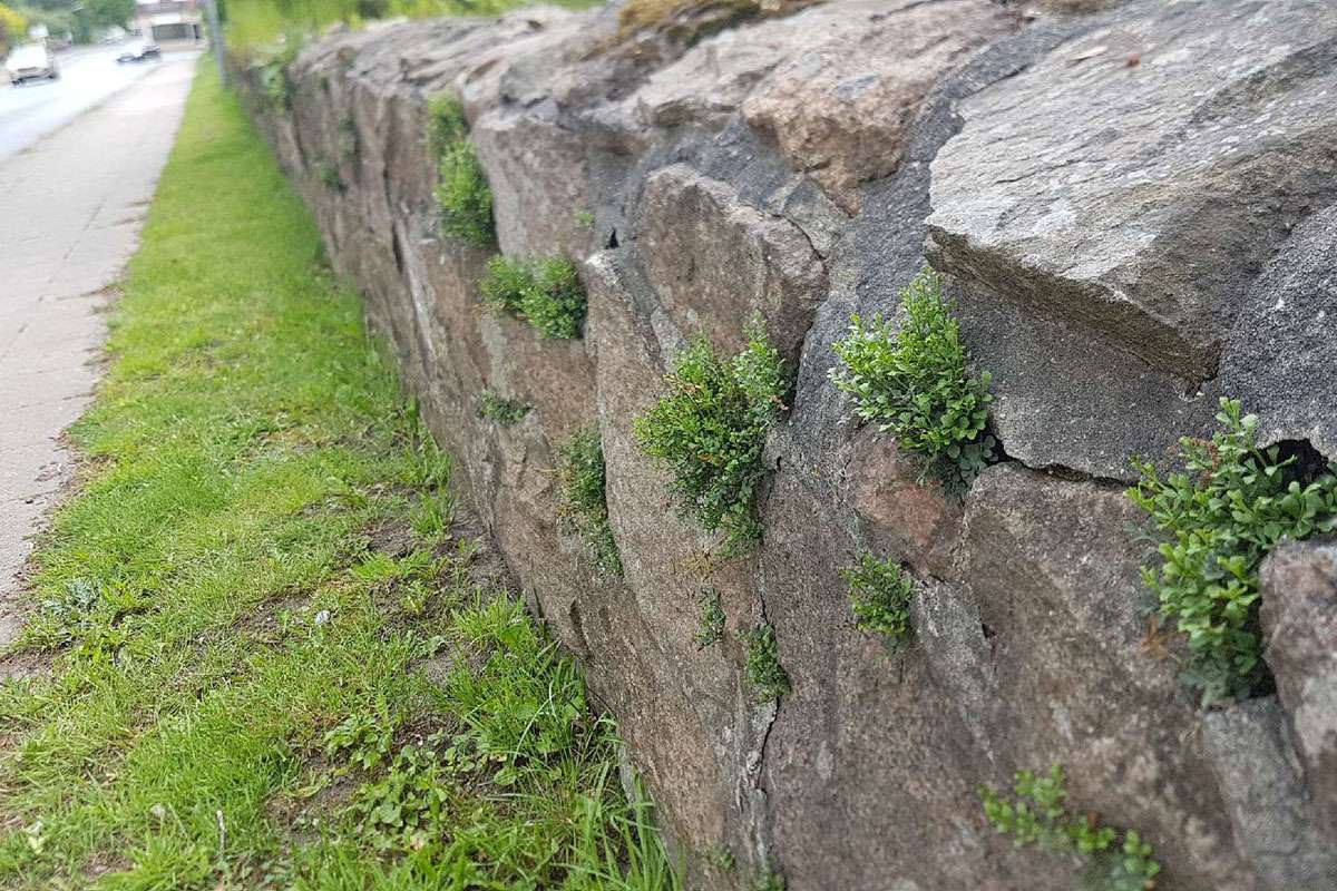 Die Mauerraute (Asplenium ruta-muraria) wächst oft in Mauerritzen, (c) Klaus Großberger/NABU-naturgucker.de