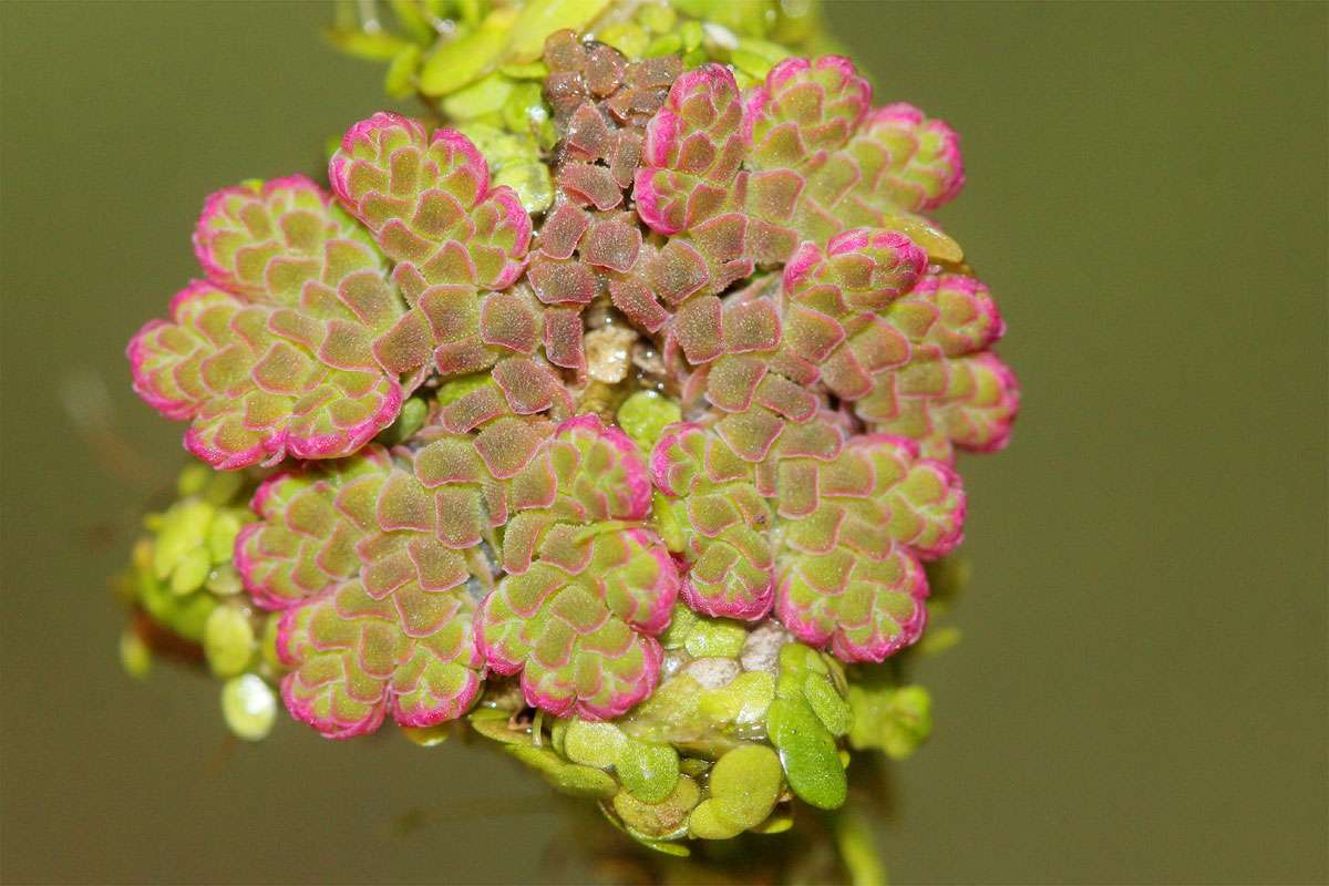 Neophyt aus Amerika: Großer Algenfarn (Azolla filiculoides), (c) Helge May/NABU-naturgucker.de