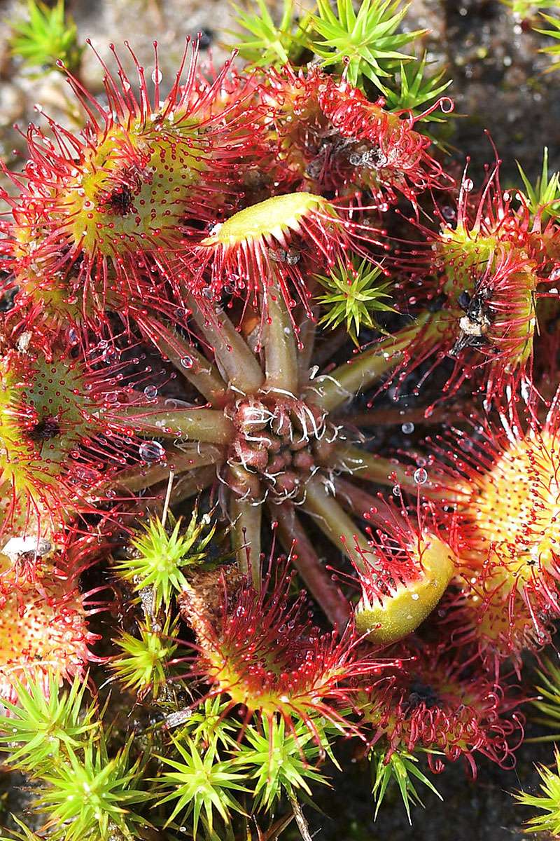 Rundblättriger Sonnentau (Drosera rotundifolia), (c) Ralph Bergs/NABU-naturgucker.de