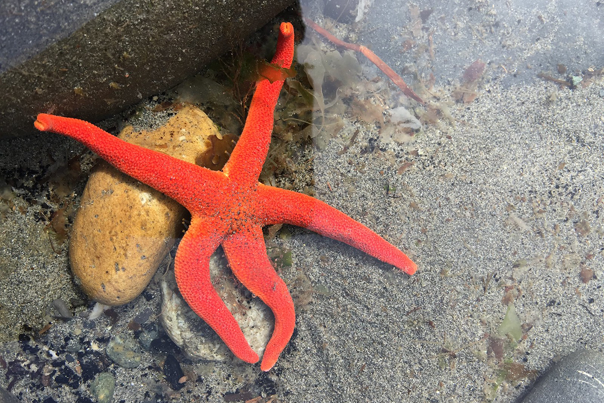 Pazifischer Blut-Seestern vor Alaska, (c) Frank Hartmann/NABU-naturgucker.de