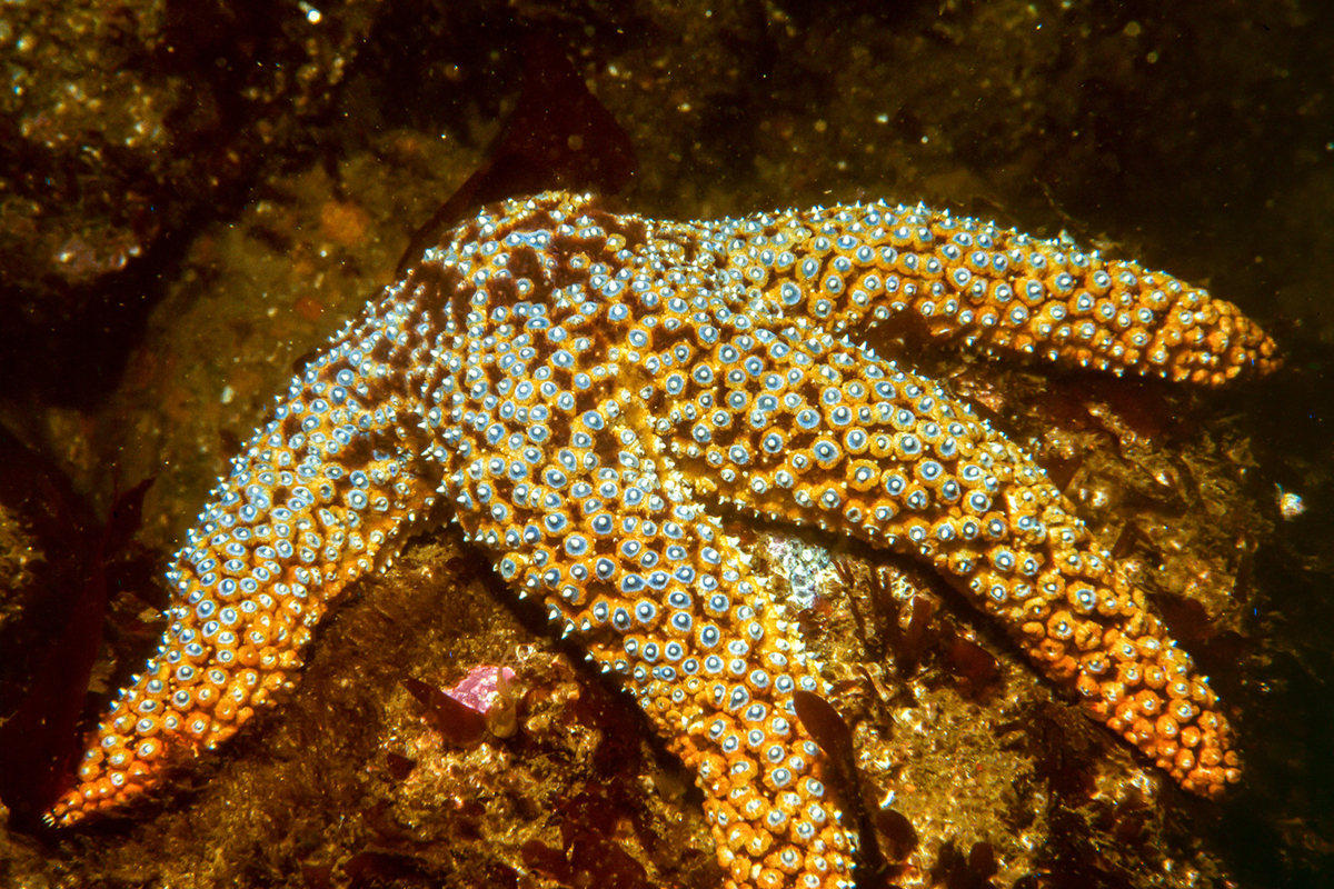 Riesen-Dornenseestern vor Kalifornien, (c) Volker Siegel/NABU-naturgucker.de