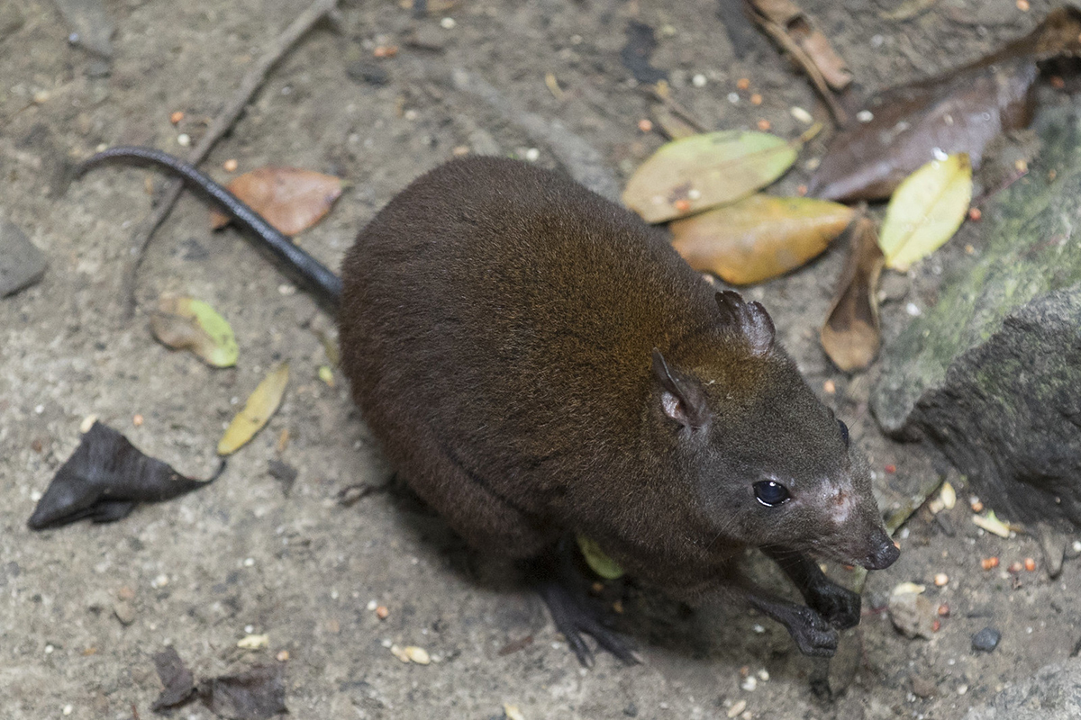 Moschusrattenkänguru - wie die Bürstenkängurus, von denen es keine Beobachtungen auf dem Meldeportal von NABU|naturgucker gibt, eng mit den Kängurus verwandt, (c) Andreas Trepte/NABU-naturgucker.de