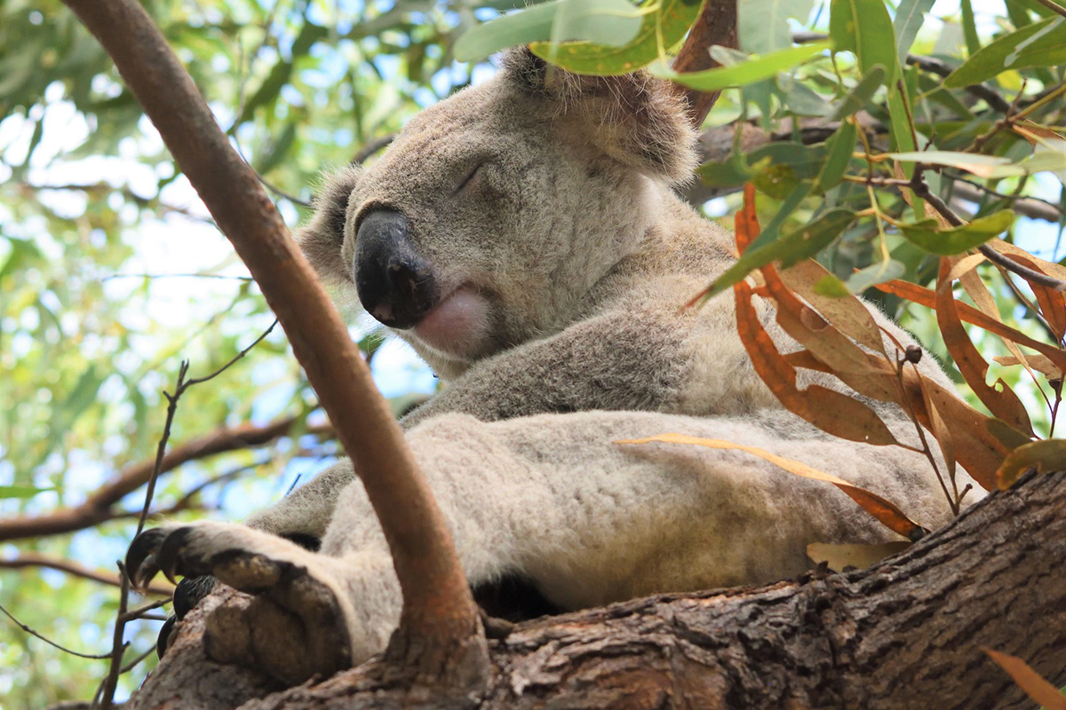 Koala, (c) Lothar Baumbach/NABU-naturgucker.de