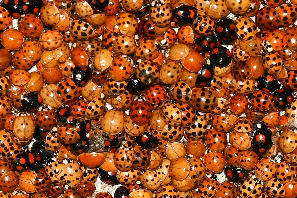 Asiatische Marienkäfer (Harmonia axyridis) am Überwinterungsplatz, (c) Hans Schwarting/NABU-naturgucker.de