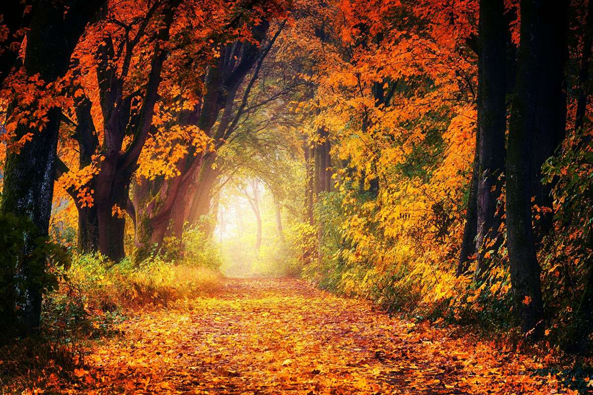 Waldweg im Herbst, (c) Joe/Pixabay