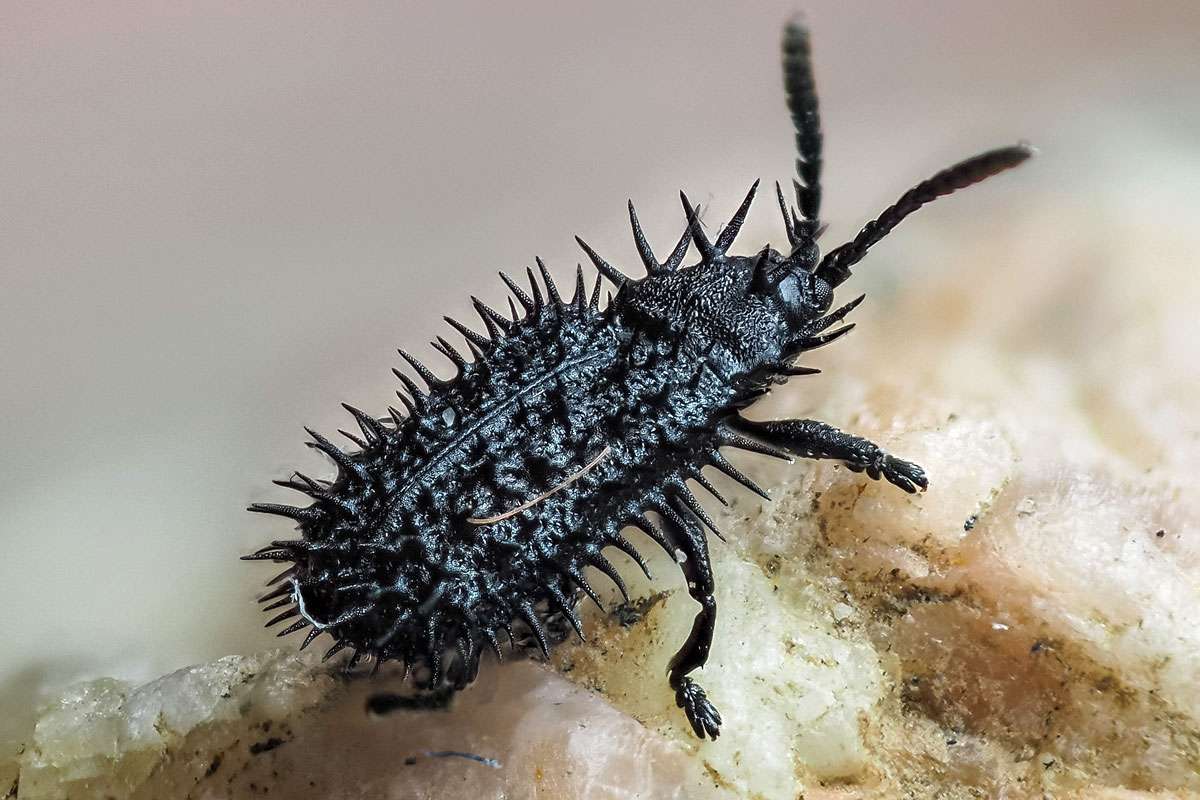Schwarzer Stachelkäfer (Hispa atra), (c) Istvan und Sabine Palfi/NABU-naturgucker.de
