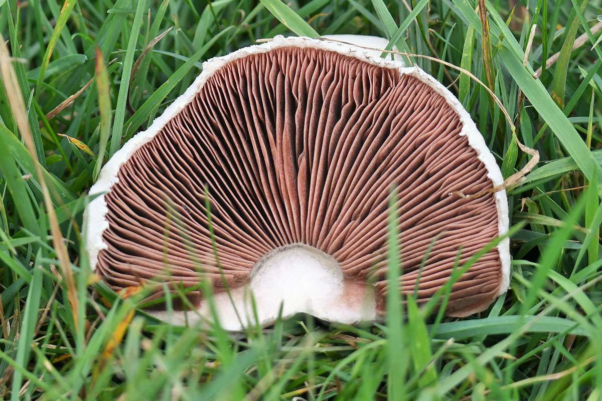 Der Wiesen-Champignon (Agaricus campestris) ist ein Lamellenpilz, (c) Rolf Jantz/NABU-naturgucker.de