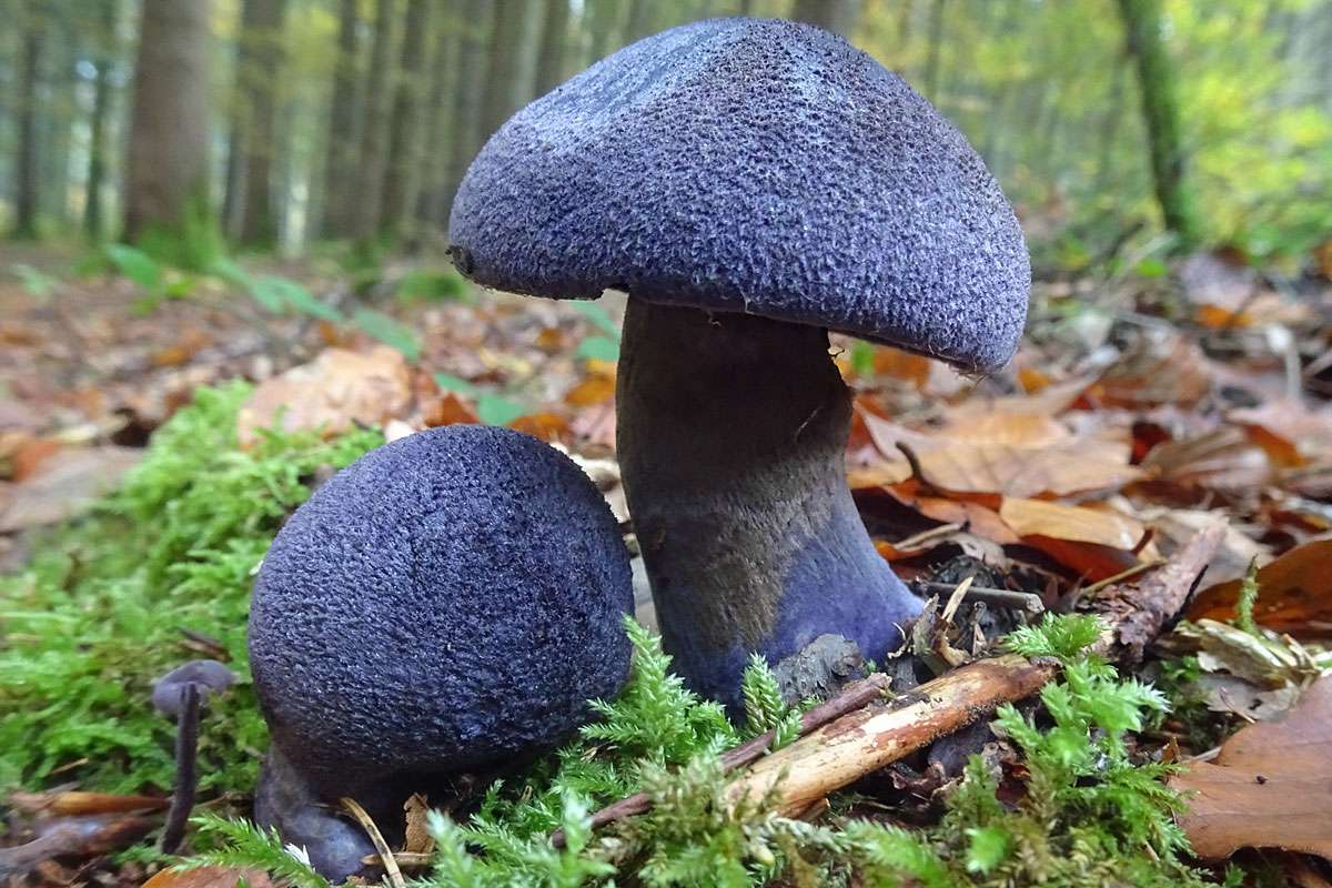 Violetter Schleierling (Cortinarius violaceus), (c) Hans Prün/NABU-naturgucker.de