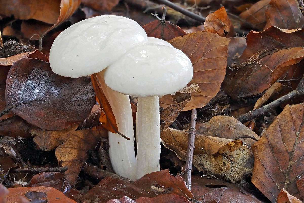 Elfenbein-Schneckling (Hygrophorus eburneus), (c) Bernhard Konzen/NABU-naturgucker.de
