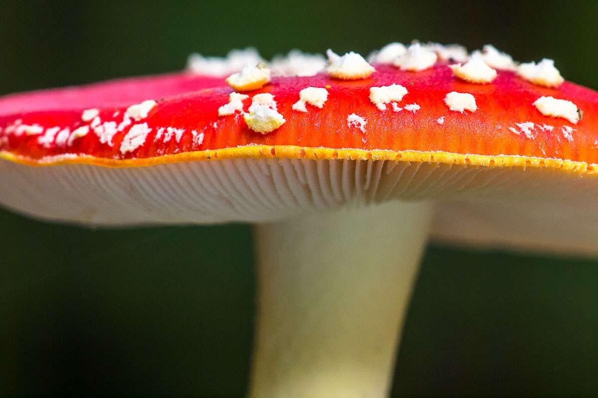 Der Fliegenpilz (Amanita muscaria) ist ein Lamellenpilz und ein Mykorrhiza-Pilz, (c) Winfried Rusch/NABU-naturgucker.de