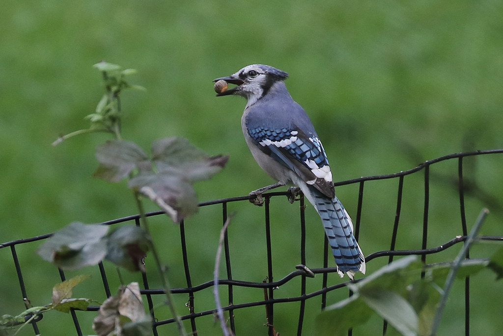 Blauhäher in New York, (c) Johannes Klemenz/NABU-naturgucker.de
