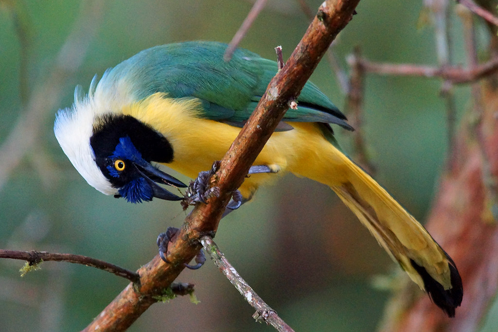 Inkarabe in Ecuador, (c) Gaby Schulemann-Maier/NABU-naturgucker.de