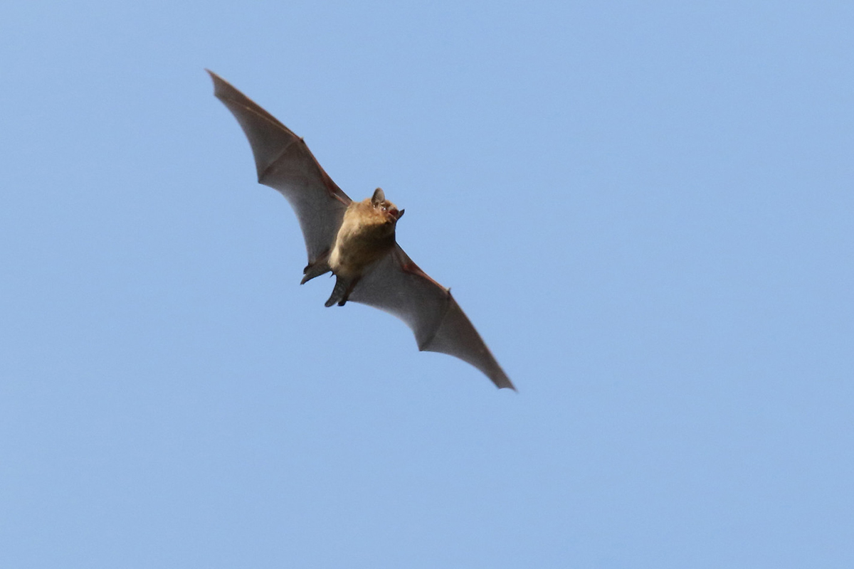 Großer Abendsegler, (c) Helene Germer/NABU-naturgucker.de