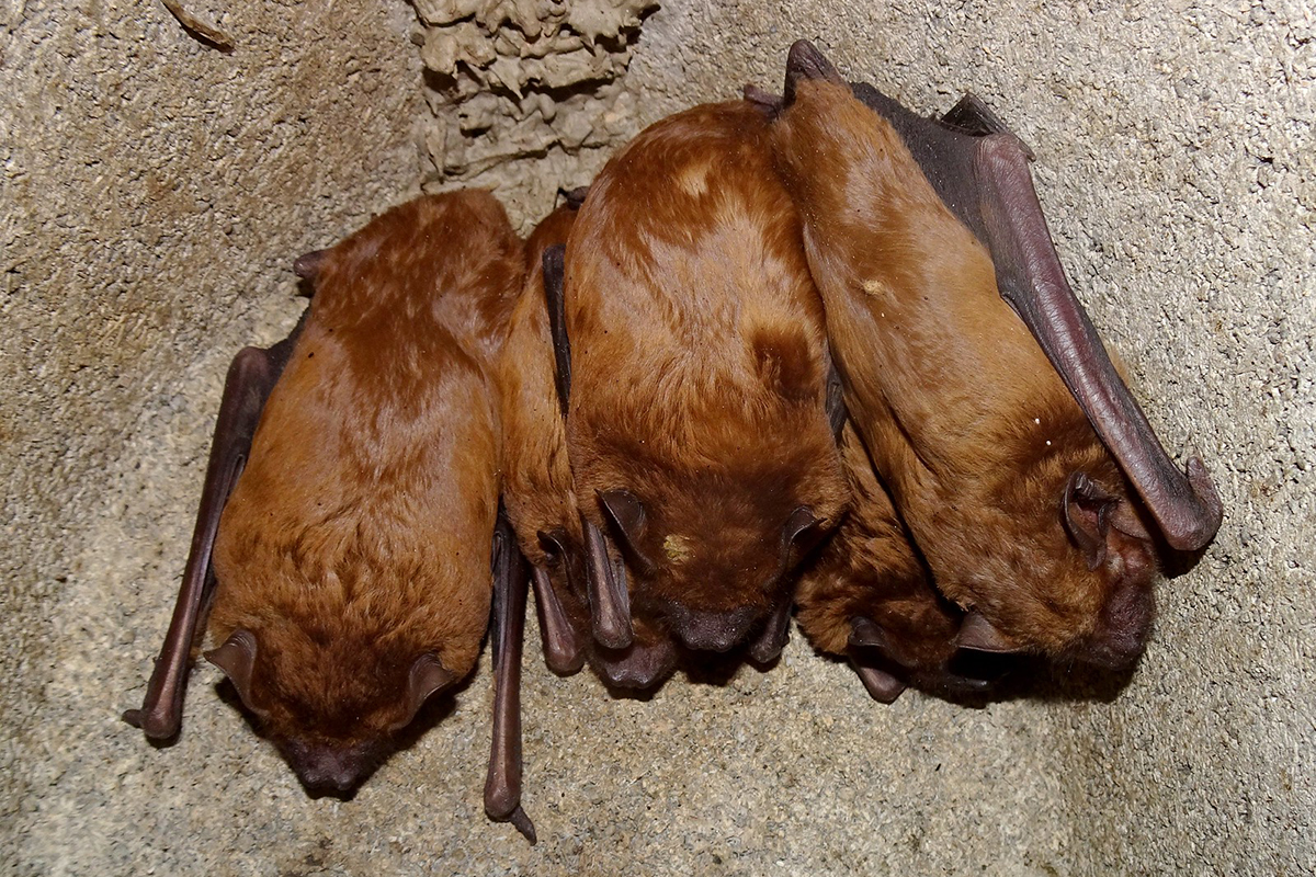 Kleine Abendsegler, (c) Hans Prün/NABU-naturgucker.de