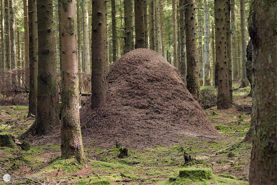 Mannshoher Ameisenbau in Dänemark, (c) Regine Schadach/NABU-naturgucker.de