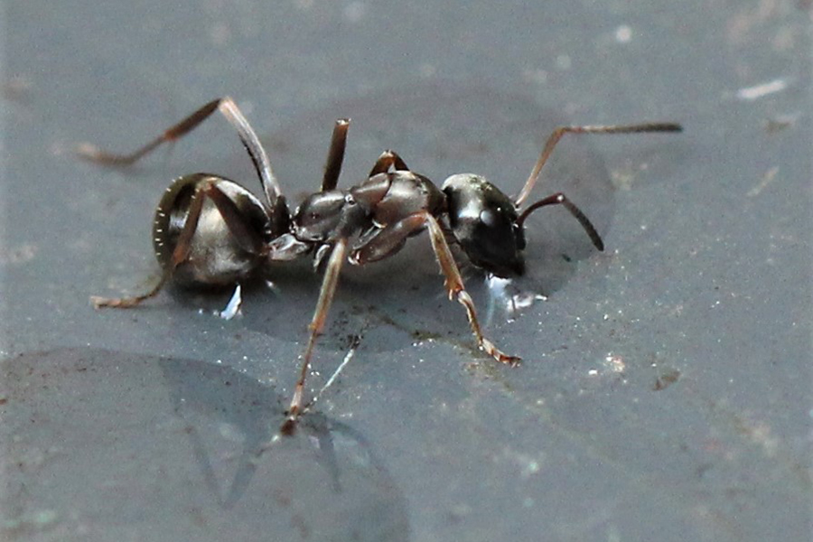 Schwarze Wegameise, (c) Reinhard Naumann/NABU-naturgucker.de