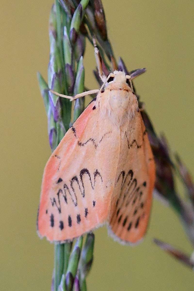 Rosen-Flechtenbärchen (Miltochrista miniata), (c) Ralph Bergs/NABU-naturgucker.de
