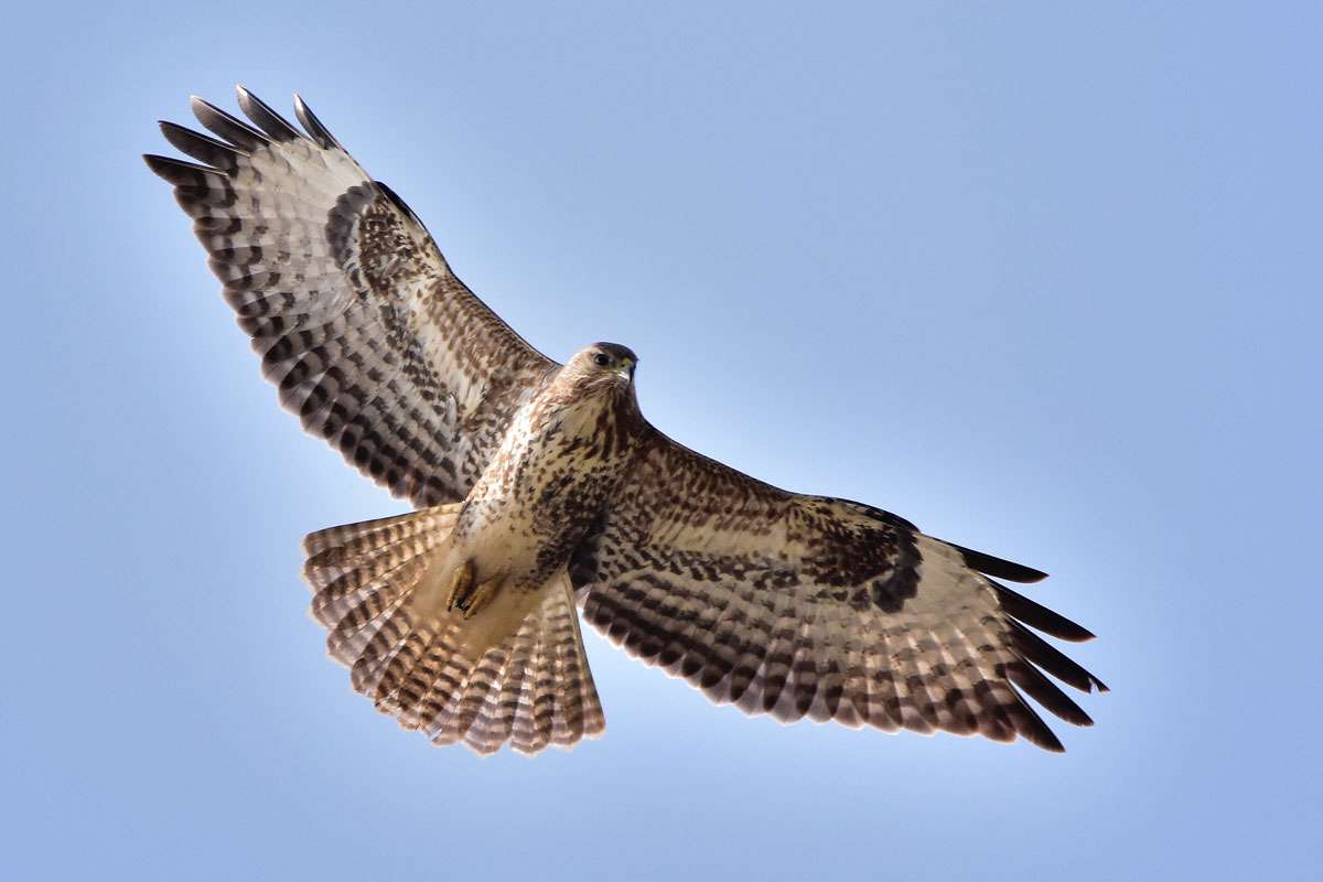 Kreist in der Thermik: Mäusebussard (Buteo buteo), (c) Karin-Simone Hauth/NABU-naturgucker.de