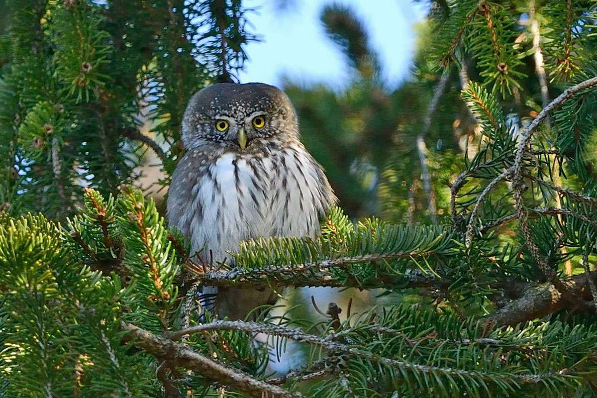 Kleiner Waldbewohner: Sperlingskauz (Glaucidium passerinum), (c) Werner Bartsch/NABU-naturgucker.de