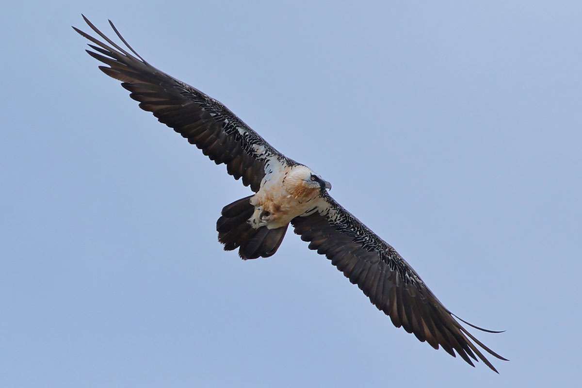 Bartgeier (Gypaetus barbatus), (c) Hans-Werner Neumann/NABU-naturgucker.de